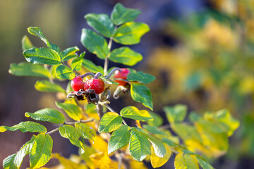 A rosehip branch with fruits and leaves. Selective focus