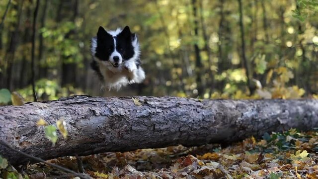 Slow Motion of Border Collie Jumping over Tree Trunk in Autumn Forest. Happy Active Black and White Dog in the Woods during Fall Season.