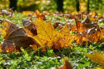 Autumn maple leafs on green grass