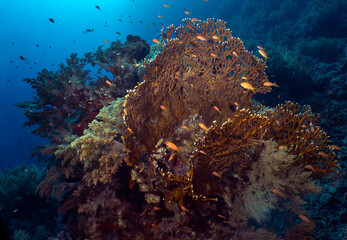 Fototapeta na wymiar Fire Coral (Millepora) in the Red Sea
