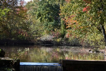 Fototapeta premium fall foliage 