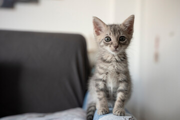 Baby kitten looking cute
