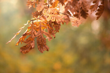 colorful autumn oak leaves in sunny weather on the branches of deciduous tree


