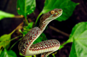 Kanburi pitviper, tiger pit viper // Bunte Bambusotter (Trimeresurus venustus / Cryptelytrops...