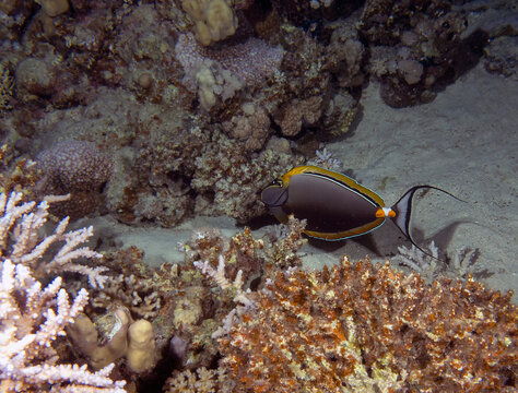 An Orangespine Unicornfish (Naso lituratus) in the Red Sea, Egypt