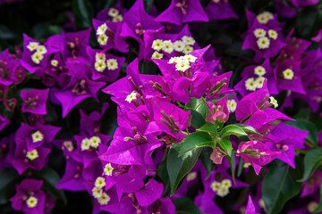 Bright purple flowers of a lush bougainvillea. Close-up, selective focus.