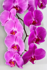 A branch of a lilac phalaenopsis orchid in full bloom on a neutral light background. Vertical shot, close-up, selective focus.