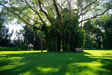 Green lush garden with bench