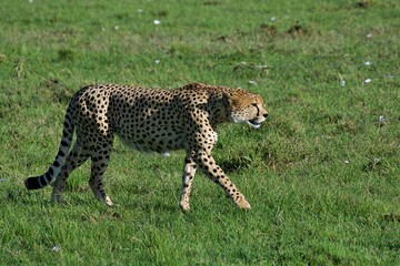 Fototapeta na wymiar Cheetah in Masai Mara, Kenya