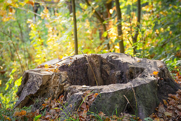 An old rotten stump with a hole inside in the autumn in the forest.