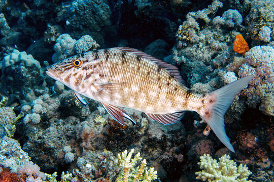 A Spangled Emperor (Lethrinus nebulosus) in the Red Sea, Egypt