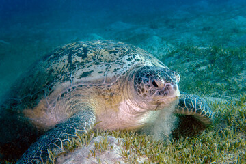 A Green Sea Turtle (Chelonia mydas) in the Red Sea