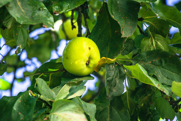 juicy, ripe apples, illuminated by the rays of the sun on the branch of an apple tree.autumn fruit...