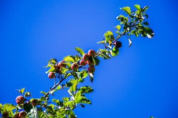 juicy, ripe apples, illuminated by the rays of the sun on the branch of an apple tree.autumn fruit...