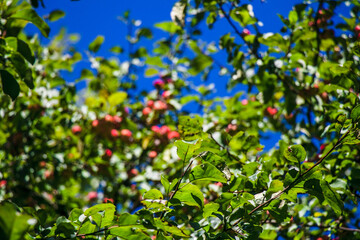 juicy, ripe apples, illuminated by the rays of the sun on the branch of an apple tree.autumn fruit...