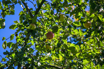 juicy, ripe apples, illuminated by the rays of the sun on the branch of an apple tree.autumn fruit...
