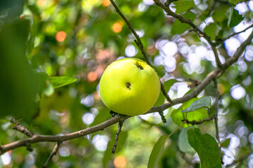 juicy, ripe apples, illuminated by the rays of the sun on the branch of an apple tree.autumn fruit harvest	
