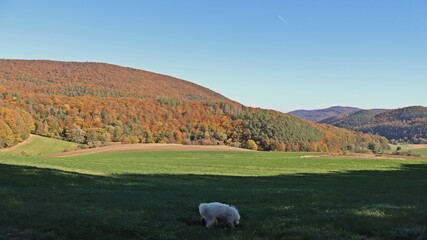 Fototapeta premium Goldendoodle im herbstlichen Kellerwald