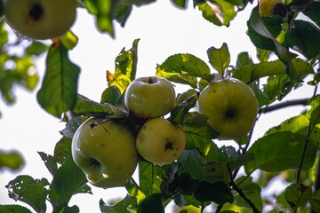 juicy, ripe apples, illuminated by the rays of the sun on the branch of an apple tree.autumn fruit...