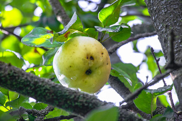 juicy, ripe apples, illuminated by the rays of the sun on the branch of an apple tree.autumn fruit...