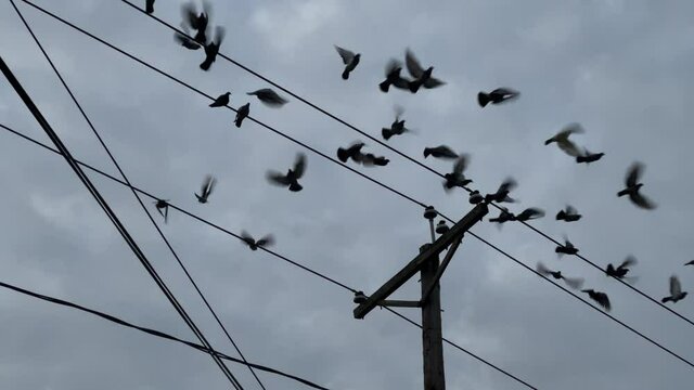 birds flocking leaving flying away taking off telephone cables perched power lines flapping wings
