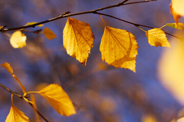 yellow birch leaves against the sky in autumn. bright autumn background