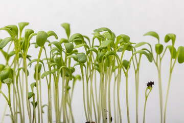 Fototapeta na wymiar watercress sprouts close up on a white background