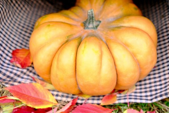 Ripe orange ginger beautiful pumpkin for thanksgiving day and halloween . High quality photo