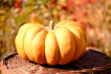 Ripe orange ginger beautiful pumpkin for thanksgiving day and halloween . High quality photo