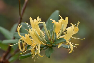 yellow flowering plant