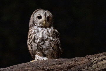 Owl perched on a branch in the forest at night.