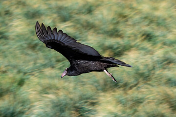 A turkey vulture descends onto the Falkland Islands
