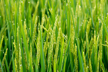 Fototapeta na wymiar A Rice Plants That Are Starting To Bear Fruit With Leaves Lined Up Vertically And Dew Sticking Up