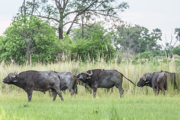 Herd of Bufallos during a Sudafrica Safari