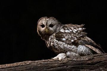 Owl perched on a branch in the forest at night.