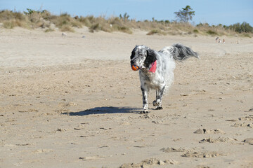 English Setter dog on the beach carrying a ball 
