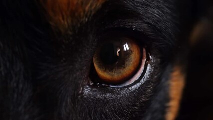 Macro of the eye of the dog. Black and tan dog, brown eye.