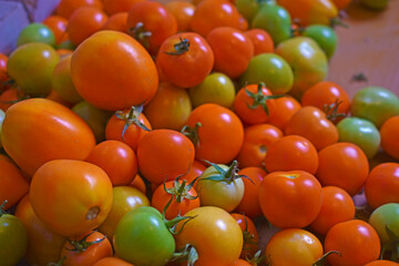 Large juicy tasty fruits of tomatoes close-up at home