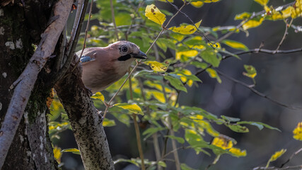 eichelhäher, bird, natur, wild lebende tiere, tier, spatz, schnabel, finch, wild, baum, ast