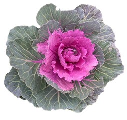 Pink decorative cabbage, ornamental kale, isolated on a white background