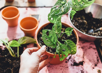 Woman's hand holds Green seedlings in pots, potting plants at home. Indoor garden, house plants. Alocasia, ficus, palm, monstera monkey, calathea, swiss cheese plant