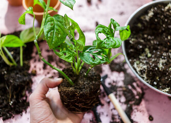 Woman's hand holds Green seedlings in pots, potting plants at home. Indoor garden, house plants. Alocasia, ficus, palm, monstera monkey, calathea, swiss cheese plant