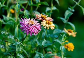 Pink and yellow zinnias with a green background.