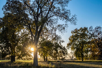 A sunset starburst with oak and hickory trees in a savanna with long shadow and leaf patterns during the golden hour.
