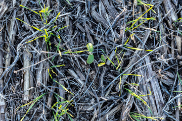 Looking at germinating winter wheat from above with a volunteer soybean plant and soybean residue.