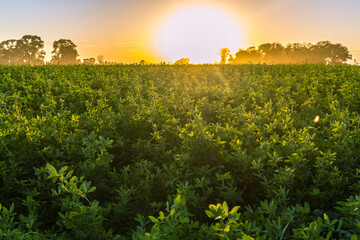 An alfalfa hay field during the golden hour with the setting white sun in the background.
