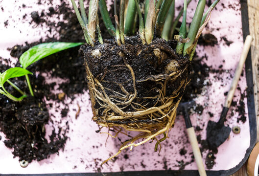 Close up roots of zamioculcas to potting on the table. Green seedlings in pots, potting plants at home. Indoor garden, house plants. 