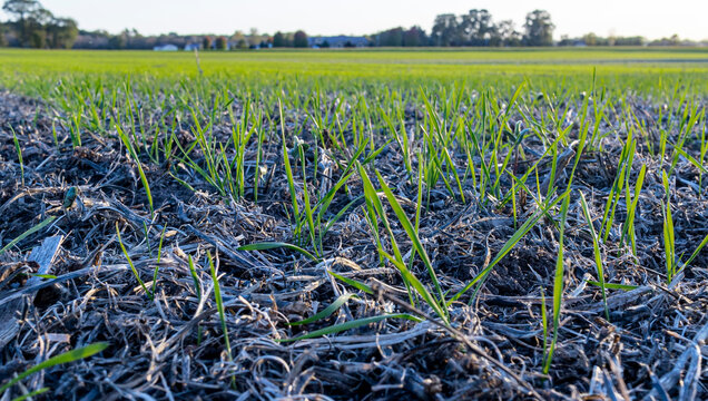 Close-up Of Young Winter Wheat In A Field With Soybean Residue.