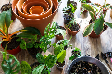 Green seedlings in pots, potting plants at home. Indoor garden, house plants. Alocasia, ficus, palm,  monstera monkey, calathea, swiss cheese plant