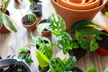 Green seedlings in pots, potting plants at home. Indoor garden, house plants. Alocasia, ficus, palm,  monstera monkey, calathea, swiss cheese plant